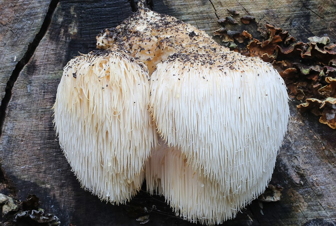 The Magic of Lion’s Mane Mushrooms: Clarity of Thought as We Age