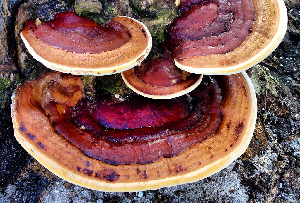 The Power of Reishi Mushrooms in Longevity